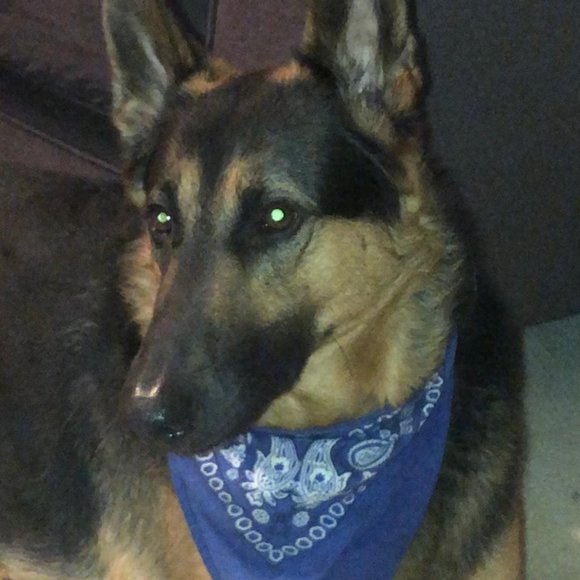 Meet your Posher, NightBird - Picture 8 of 9